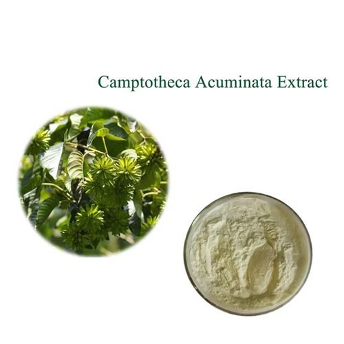 High Purity 98% Camptothecin Plant Extract Powder CAS 7689-03-4